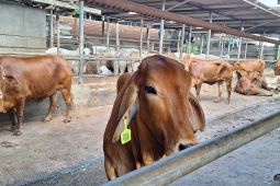 Wali Kota Depok ajak warga saat pembagian daging kurban tidak gunakan plastik