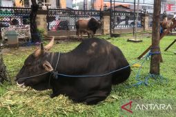Pemprov Maluku bagikan 155 hewan kurban pada  Iduladha 2024