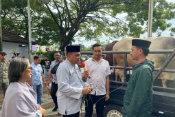Pemkot Ambon  salurkan hewan kurban di 70 tempat