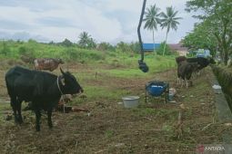 Kabupaten Penajam periksa kesehatan hewan kurban  di pedagang musiman