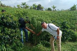 Tanam ganja dikebun  kopi, sekeluarga di Simalungun diamankan polisi