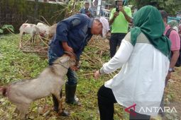 Harga hewan kurban di Ambon melonjak menjelang Iduladha