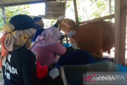 Hewan kurban di Babel dipastikan bebas dari berbagai penyakit ternak