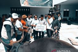 DPKP Biak sediakan 800 ekor sapi untuk kebutuhan hewan kurban