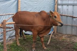 Erzaldi serahkan sapi kurban seberat 700 kilogram