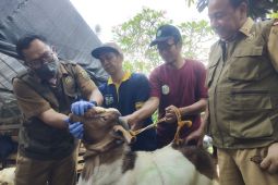 Kemenag minta penyembelihan hewan kurban gunakan juleha