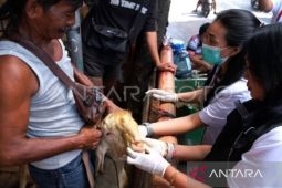 Akademisi Unud jelaskan ciri fisik hewan kurban sehat