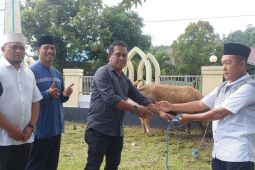 Plh Sekda Malut serahkan sapi kurban bantuan Presiden seberat 911 kilogram