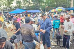 Pemkab Probolinggo periksa dan lakukan KIE ternak kurban