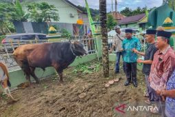 Pemkab Manokwari sumbang 120 sapi kurban Idul Adha 1445 H