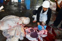 Pemeriksaan post mortem hewan kurban di Madiun