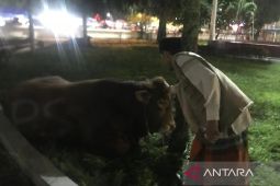 Masjid Raya Medan terima sapi kurban dari Prabowo, segini beratnya