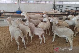 Majalengka pemasok hewan kurban bagi daerah sekitar