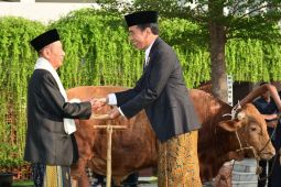 Presiden Jokowi serahkan sapi kurban berat 1,25 ton kepada Masjid Baiturrahman Semarang