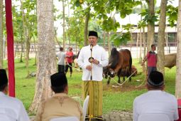 Polda Sumut sembelih 154 sapi kurban  untuk masyarakat sekitar