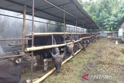 DPKH Kaltim bagikan panduan penanganan daging kurban  secara sehat