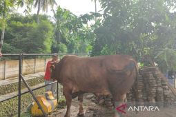 Polda Bengkulu kurbankan 35 ternak pada Idul Adha 1445 Hijriah