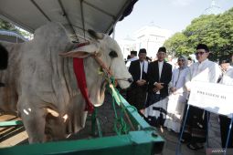 Sapi kurban sumbangan Presiden Joko Widodo di Surabaya