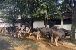 Ini makna yang diajarkan dalam  ibadah kurban