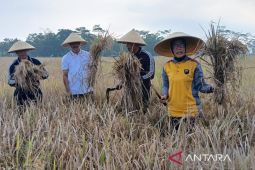 Polres Magelang Kota membantu panen padi Inpari Nutri Zinc di Desa Gandusari