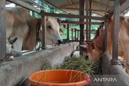 Masjid Raya Medan bagikan 600 kantong daging kurban pada  masyarakat