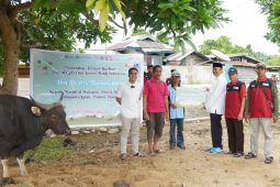 BI distribusikan 19 hewan kurban di Tanah Papua