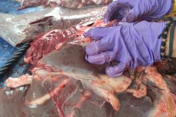 Bagian daging terpapar cacing hati harus dibakar