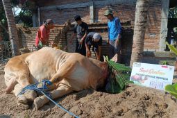 Warga Lombok Tengah terima daging kurban dari Presiden