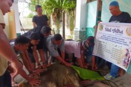Idul Adha 1445 H, THPS sembelih dua hewan kurban