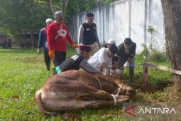 Pelindo Pangkalbalam berbagi daging kurban dari lima ekor sapi