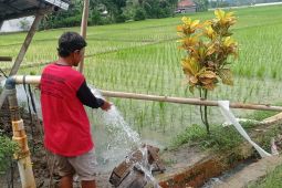 Perkuat produksi pangan, Lebak optimalkan lahan 331 ribu hektare