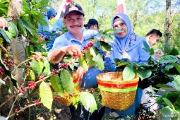 Potensi produksi kopi di Situbondo capai 8.000 ton
