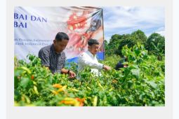 BI Kaltara tanam perdana cabai dengan metode Proliga