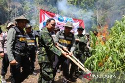 BNN RI musnahkan 2,5 hektare lahan ganja di Aceh Besar