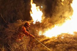 Sebagian TNBTS terbakar, TRC BPBD Jatim berjibaku padamkan api