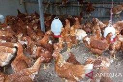 Pemdes Air Ruay Bangka kembangkan peternakan ayam layer