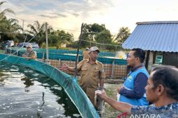 Budidaya udang vaname sistem MSF desa berdaya binaan TJSL PLN lanjutkan penebaran benih tahap kedua