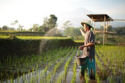 Kementan: Ada 3 program jaga ketahanan pangan saat perubahan iklim
