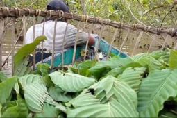 Ombudsman RI mendalami masalah ekspor kratom petani Putussibau Kalbar