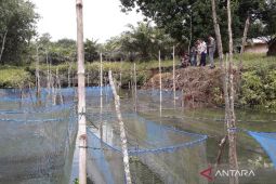 Pemerintah Bangka Barat dampingi pelaku budidaya perikanan