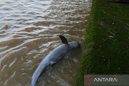 Bangkai ikan pesut mahakam ditemukan di Samarinda  masih proses autopsi