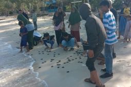 Pokmaswas Desa Sulengwaseng Solor lepasliarkan 256 ekor anak penyu