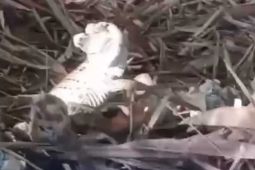 Seekor anak buaya tertangkap warga di Sungai Ngasinan Trenggalek