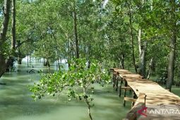 Pesisir Bangka Barat potensial kembangkan budi daya belangkas
