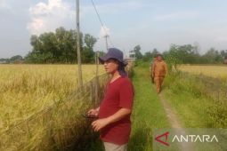 Petani Bekasi kembangkan benih padi Inpago 13 tingkatkan produktivitas