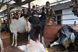 Mentan upayakan cetak peternak kambing di seluruh Indonesia cegah impor