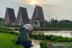 Menikmati hamparan sawah Calina Bato Sumenep