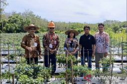 Barito Utara belajar tangani inflasi cabai ke Pemkab HST