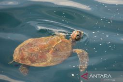 Empat penyu diselamatkan dari perburuan di Pulau Banyak Aceh Singkil