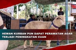 Hewan kurban pun dapat perawatan agar terjadi peningkatan cuan